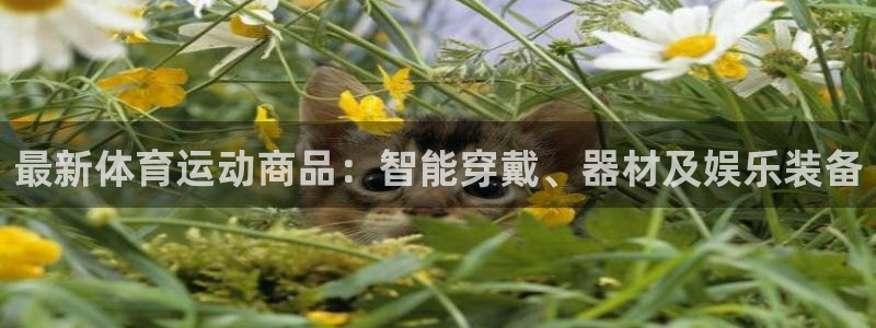球深体育比分